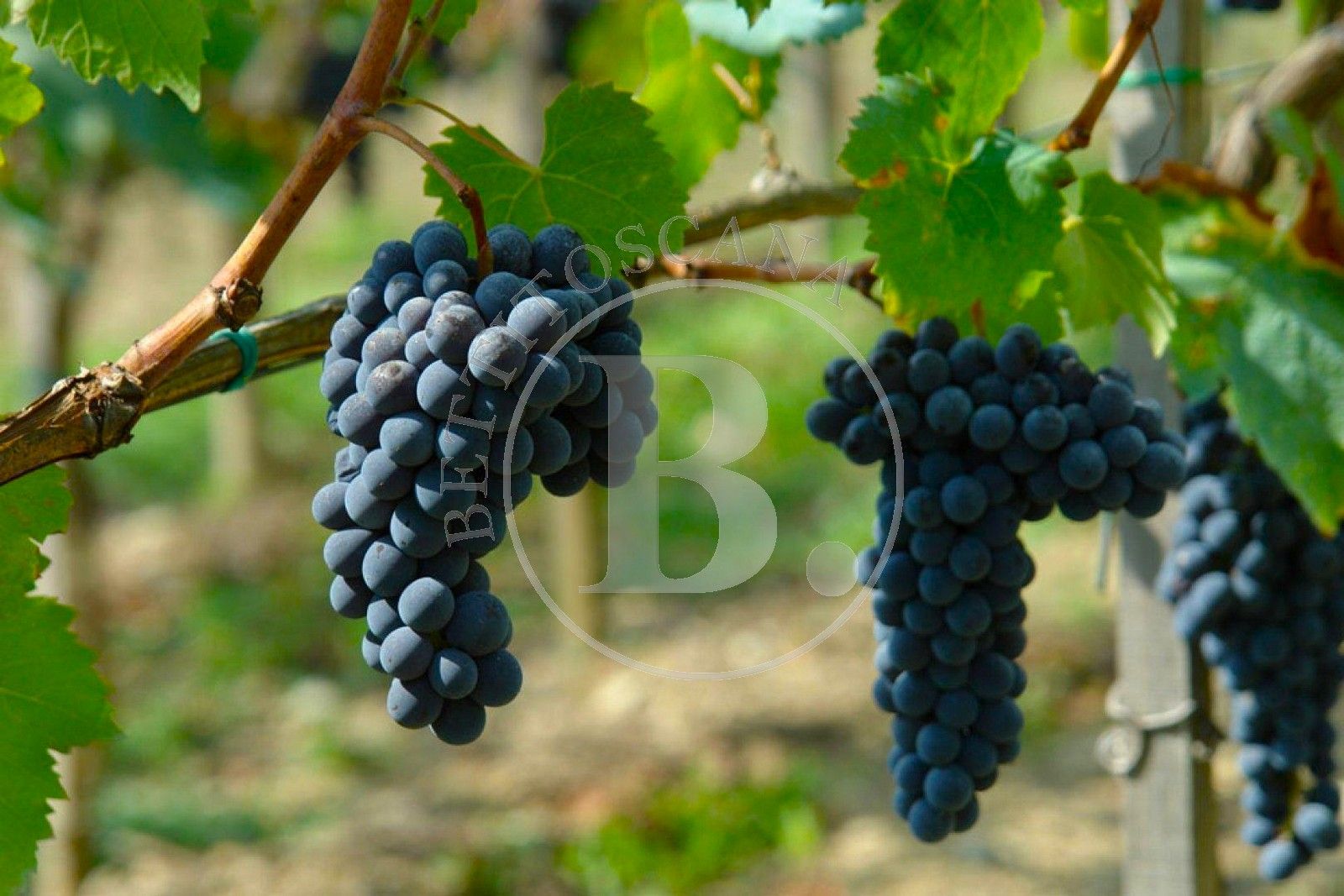 LAND WITH VINEYARD AND APPROVED PROJECT FOR A WINERY